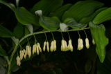 Polygonatum x hybridum RCP5-06 259.jpg